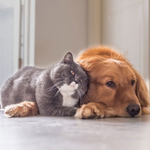 A dog and cat cuddled together