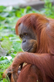 Orangutang looking from side pensively