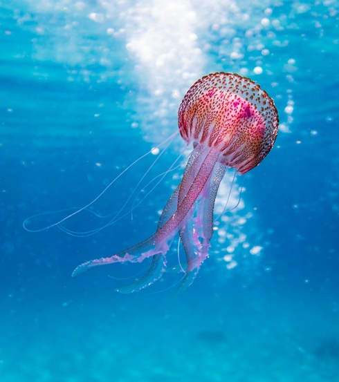 A photo of a large jellyfish underwater