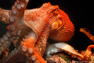A giant Pacific octopus underwater